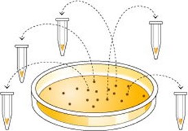 //base-asia.com/wp-content/uploads/2021/09/direct-colony-seq.jpg