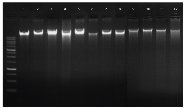 //base-asia.com/wp-content/uploads/2021/11/1st-BASE-PrimeWay-Plant-DNA-Data-Graph2-2.jpg