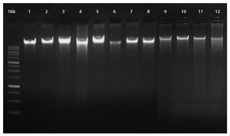 //base-asia.com/wp-content/uploads/2021/11/1st-BASE-PrimeWay-Plant-DNA-Data-Graph2-3.jpg