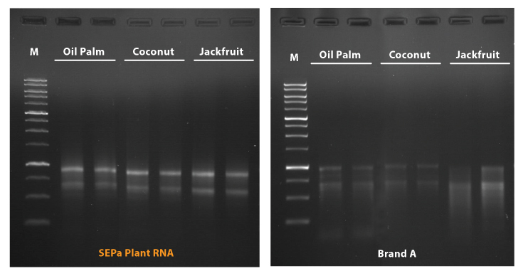 //base-asia.com/wp-content/uploads/2021/11/SEPa-RNA-2.jpg