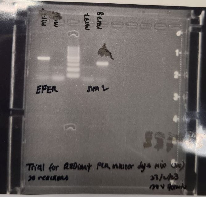 PCR Reagents