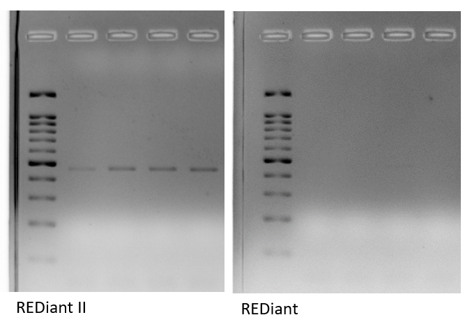 PCR Reagents