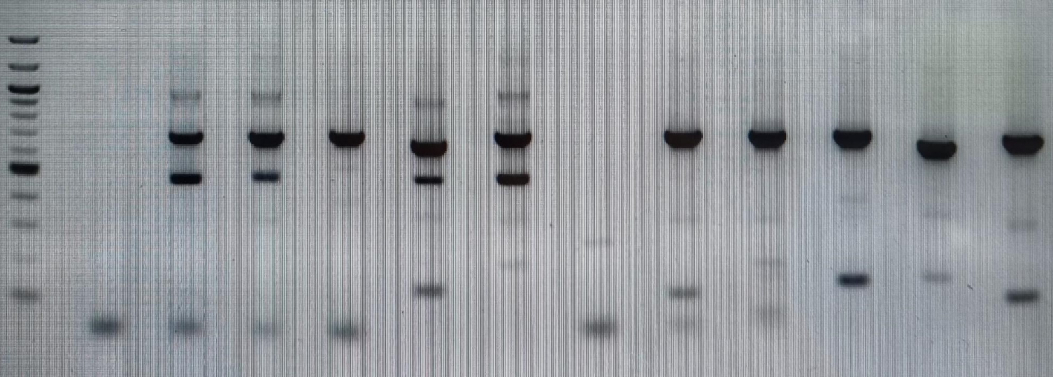 PCR Reagents